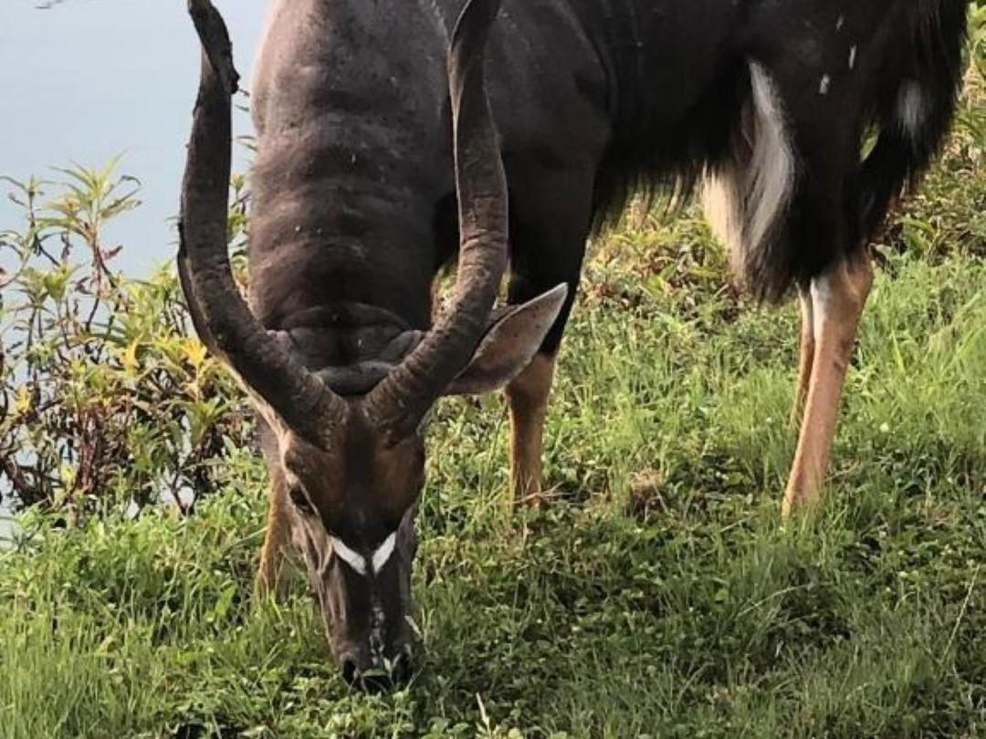 Panache Wildlife Cottage-Self Catering Hoedspruit Extérieur photo