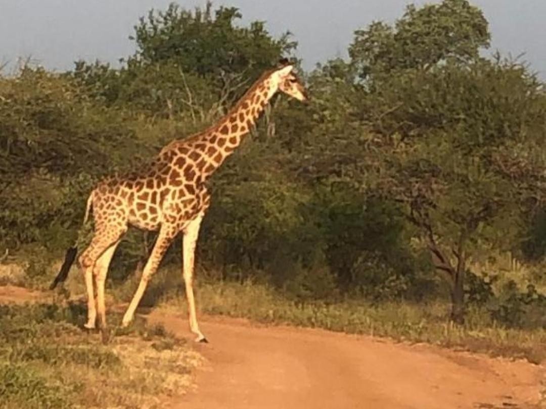 Panache Wildlife Cottage-Self Catering Hoedspruit Extérieur photo